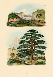 Cedro del Líbano